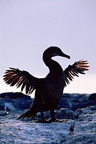 Flightless cormorant drying feathers {Nannopterum harrisi} Fernandina Is, Galapagos