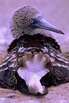 Blue footed booby showing preen gland {Sula nebouxii} Lobos de Tierra, Peru