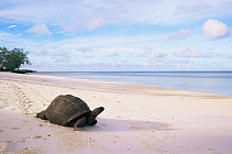 Aldabra tortoise on beach {Geochelone gigantea} Picard Island, Aldabra, Seychelles