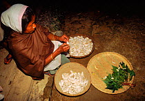 Woman removing silkworms (Bombyx mori) from cocoons. Kaziranga, Assam, India