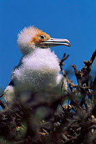 Great frigate bird chick, Genovesa, Galapagos.