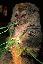 Grey bamboo lemur feeding {Hapalemur griseus griseus} Madagascar