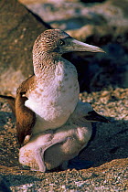 Blue footed booby with chick {Sula nebouxii} Espanola Is, Galapagos