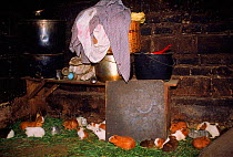 Domestic guinea pigs (Cavia porcellus) raised for meat. South America