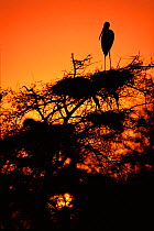 Painted stork at nest in tree at sunset {Ibis leucocephalus} India