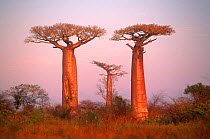 Boabab trees (Adansonia grandidieri). Madagascar