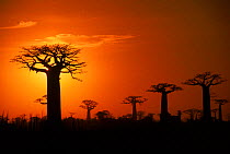Boabab trees (Adansonia grandidieri) silhouetted at sunset. Madagascar