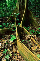 Buttress root of fig tree {Ficus sp} in rainforest Yasuni NP, Ecuador