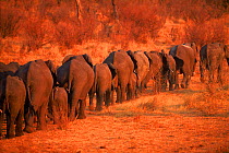 African elephant herd (Loxodonta africana) walking in line. Chobe NP, Botswana. Southern Africa