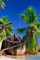 Coconut palm trees and granite outcrop. Sourse d'Argent beach, Las Digue, Seychelles.