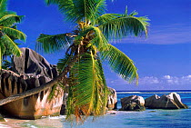 Coconut palm trees and granite outcrop, Sourse d'Argent beach, Las Digue, Seychelles, Indian Ocean