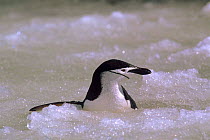 Chinstrap penguin (Pygoscelis antarctica) in ice. South Sandwich Islands, Antarctica