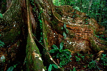 Buttress root (Ficus sp.) in rainforest. Yasuni NP, Ecuador, South America