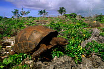 Aldabra tortoise (Geochelone gigantea). Picard Island, Aldabra Atoll, Seychelles
