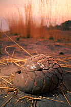 Temminck's ground pangolin {Manis temmincki} rolled in defensive ball Africa