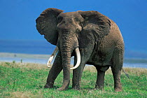 Male tusker African elephant {Loxodonta africana} Ngorongoro Crater NP, Tanzania, East Africa