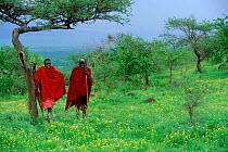 Masai warriors. Serengeti NP, Tanzania, East Africa