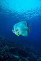 Longfin spadefish {Platax teira} Arabian sea