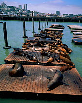 Californian sealions on pier {Zalophus californianus} San Francisco bay, CA, USA