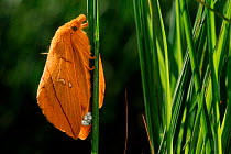 Drinker moth (Euthrix potatoria) laying eggs. Belgium, Europe