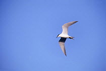 Gull billed tern {Gelochelidon nilotica} in flight, Greece