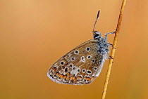 Adonis blue butterfly resting {Polyommatus bellargus} France