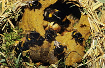 Bumble bees {Bombus terrestris} at nest in ground, Germany