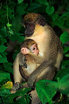 Vervet monkey suckling young (Chlorocebus / Cercopithecus aethiops) Ruha NP, Tanzania