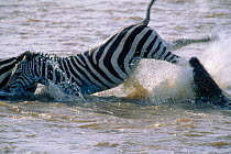 Zebra kicks out at attacking Nile crocodile {Crocodylus niloticus} Mara river, Masai Mara, Kenya