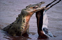 Nile crocodile {Crocodylus niloticus} eating  Thompsons gazelle in Mara river, Masai Mara, Kenya.