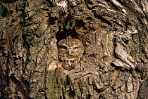 Little owl {Athene noctua} at nest hole in old tree, Poland, Europe
