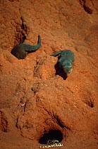 Dwarf Mongoose {Helogale parvula} watching Puff adder {Bitis arietans} on termite mound, Tsavo NP, Kenya