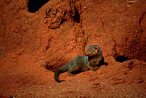 Dwarf Mongoose {Helogale parvula} on termite mound, Tsavo NP, Kenya