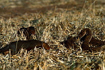 Dwarf Mongoose {Helogale parvula} and Puff adder {Bitis arietans} Tsavo NP, Kenya