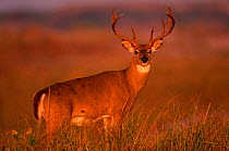 Whitetail deer stag {Odocoileus virginianus} New York state, USA