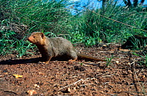 Dwarf mongoose {Helogale parvula} Tsavo West NP, Kenya