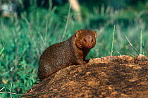 Dwarf mongoose {Helogale undulata rufula} Tsavo West NP, Kenya