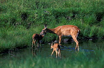Whitetail deer with young {Odocoileus virginianus} North Illinois, USA