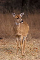 Whitetail deer doe {Odocoileus virginianus} Long Is, NY, USA