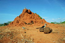 Von Der Deckens Hornbill {Tockus deckeni} with dung and mongooses on termite mound, Tsavo NP, Kenya.