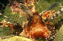 Lionfish head close-up (Pterois volitans) Milne Bay, Papua New Guinea