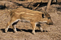 Wild boar piglet {Sus scrofa} Germany - captive