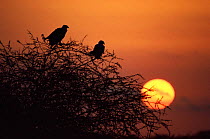 African Fish eagles in tree at dawn {Haluaeetys vocifer} Lake Baringo, Kenya