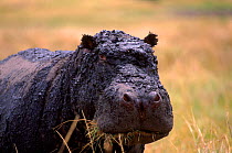 Hippopatamus (Hippopotamus amphibius) covered in mud. Masai Mara GR, Kenya, East Africa