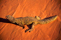 Egyptian spiny lizard (Uromastyx aegypticus). Morocco, North Africa