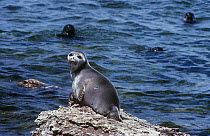 Baikal seal {Pusa sibirica} one hauled out on rock, others in the water, Ushkanyi islands, Lake Baikal, Siberia, Russia