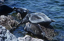 Baikal seals {Pusa sibirica} hauled out on rock, Ushkanyi islands, Lake Baikal, Siberia, Russia