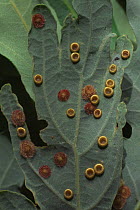 Silk button and Common spangle galls of Gall wasps {Neuroterus spp} on oak leaf. UK
