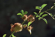 Bedeguar gall / Robin's pincushion {Diplolepis rosae} on Wild rose, made by parasitic Gall wasp  UK