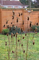 Goldfinches feeding on teasel seeds {Carduelis carduelis} in garden, UK - flock charm